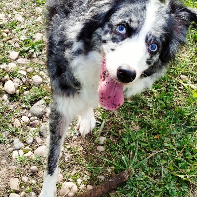 Borders Collies en ballades. 🌷Aurél'i & Callie 🐾 post image