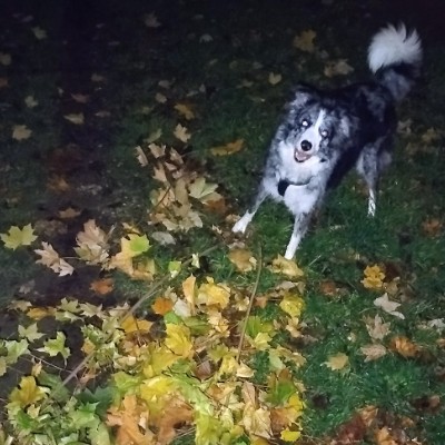 Borders Collies en ballades. 🌷Aurél'i & Callie 🐾 post image