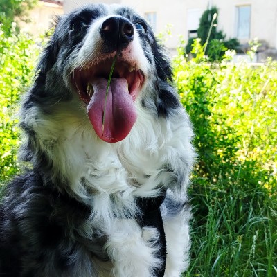 Tous en ballade avc nos Animaux! 🌷Aurél'i & Callie 🐾 post image