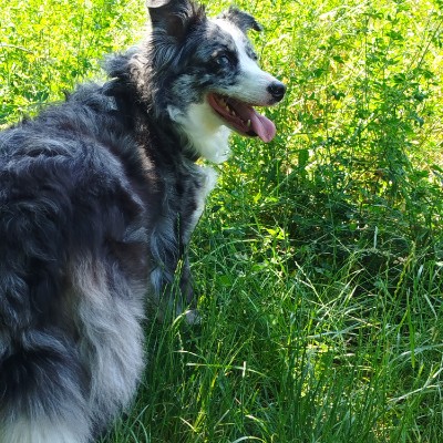 Tous en ballade avc nos Animaux! 🌷Aurél'i & Callie 🐾 post image