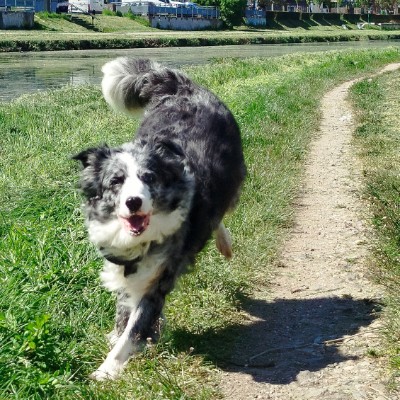 Tous en ballade avc nos Animaux! 🌷Aurél'i & Callie 🐾 post image