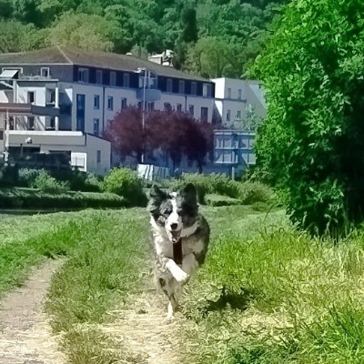 Tous en ballade avc nos Animaux! 🌷Aurél'i & Callie 🐾 post image