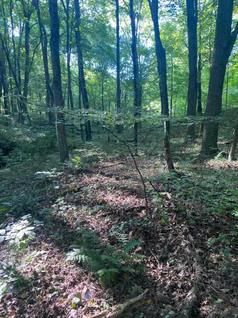 walking near me in State Game Lands Number 285 in winter