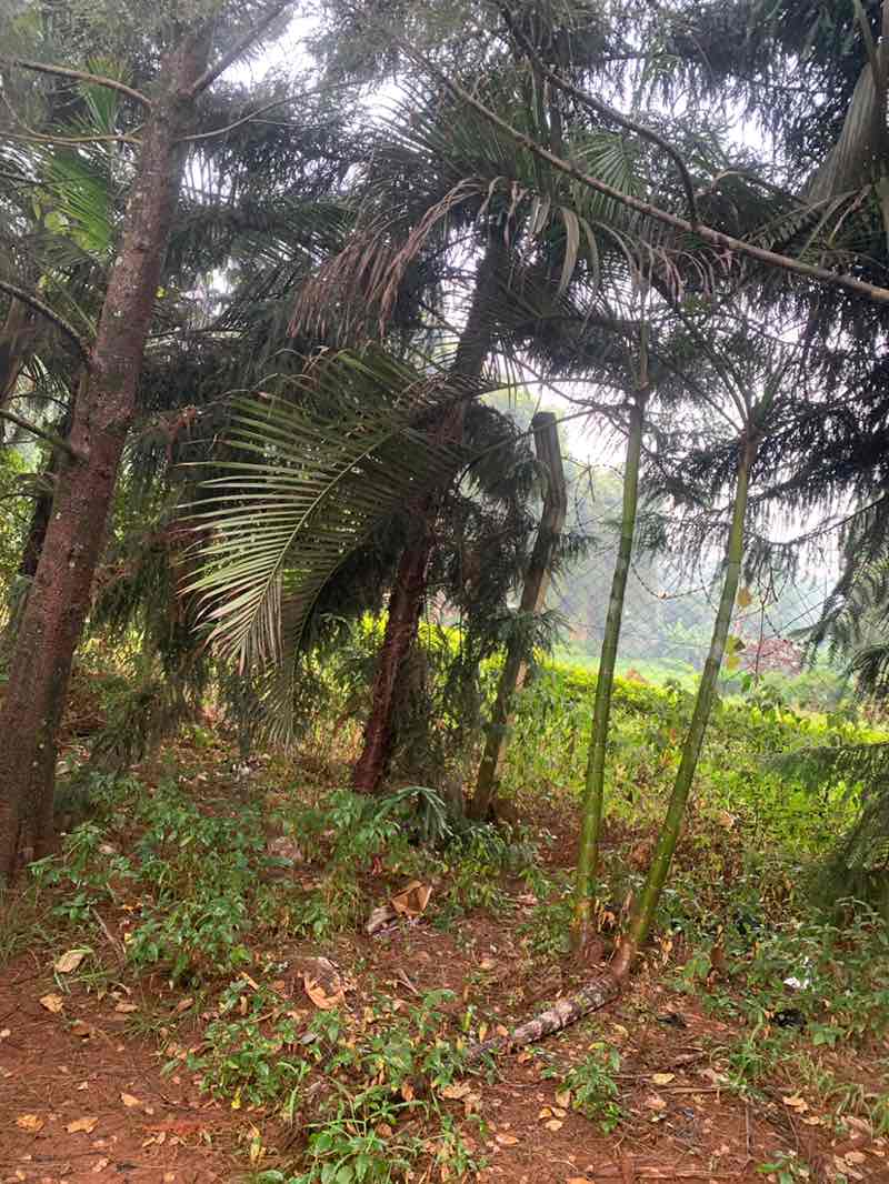 walking near me in Seven Trees in winter