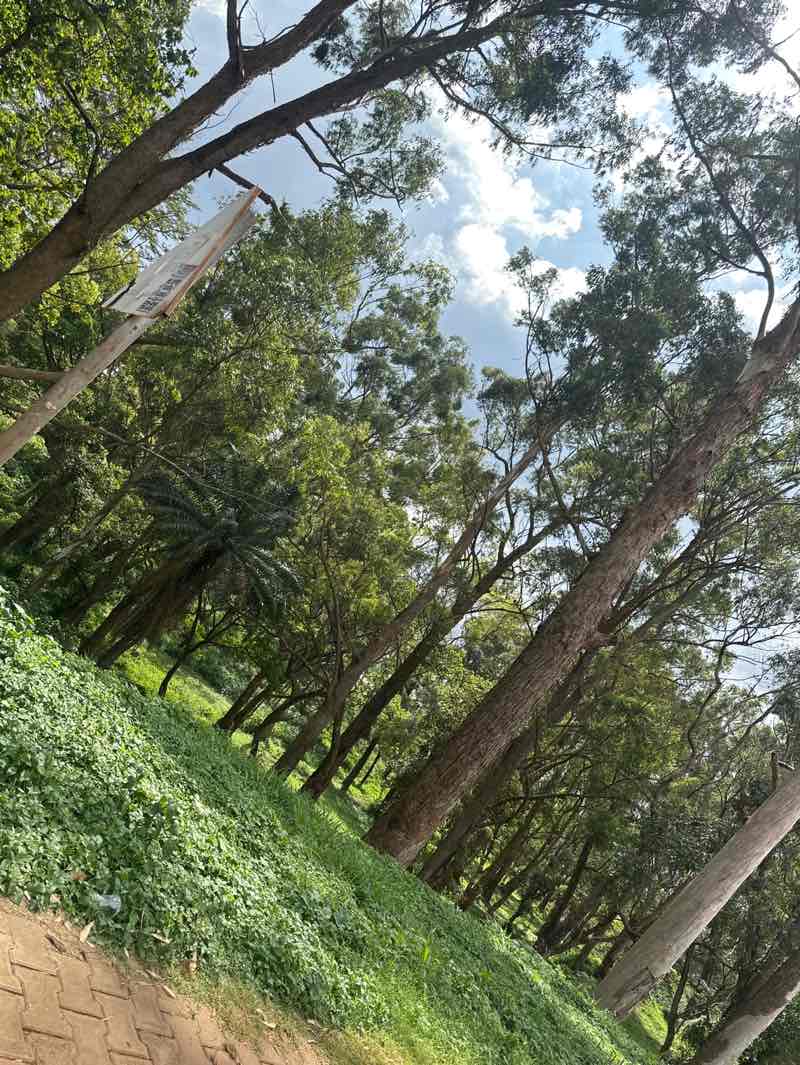 walking near me in Min Forest in autumn