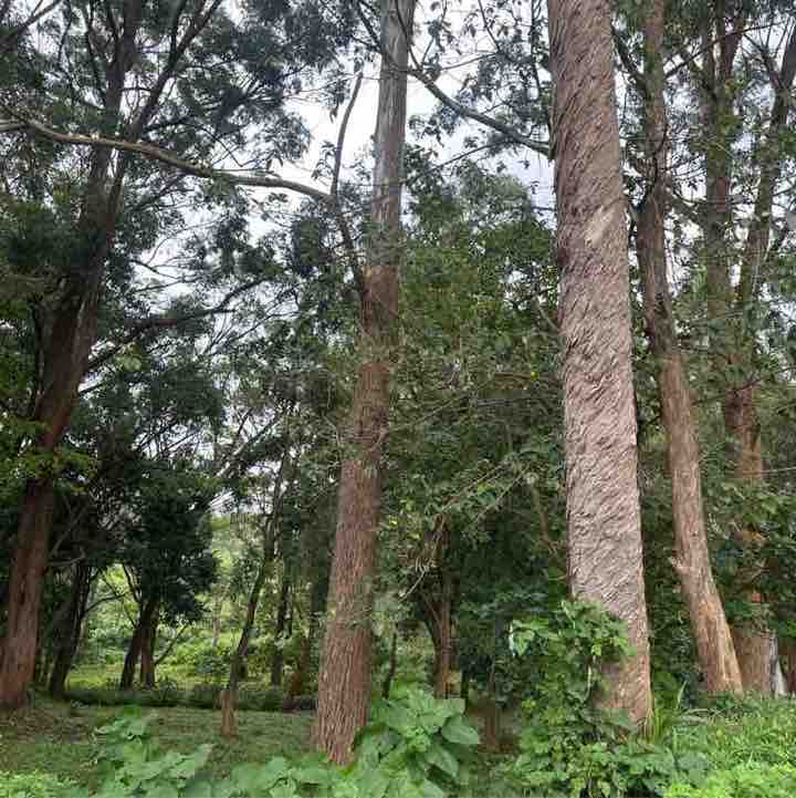 Rutaremwa 🇺🇬 post 1