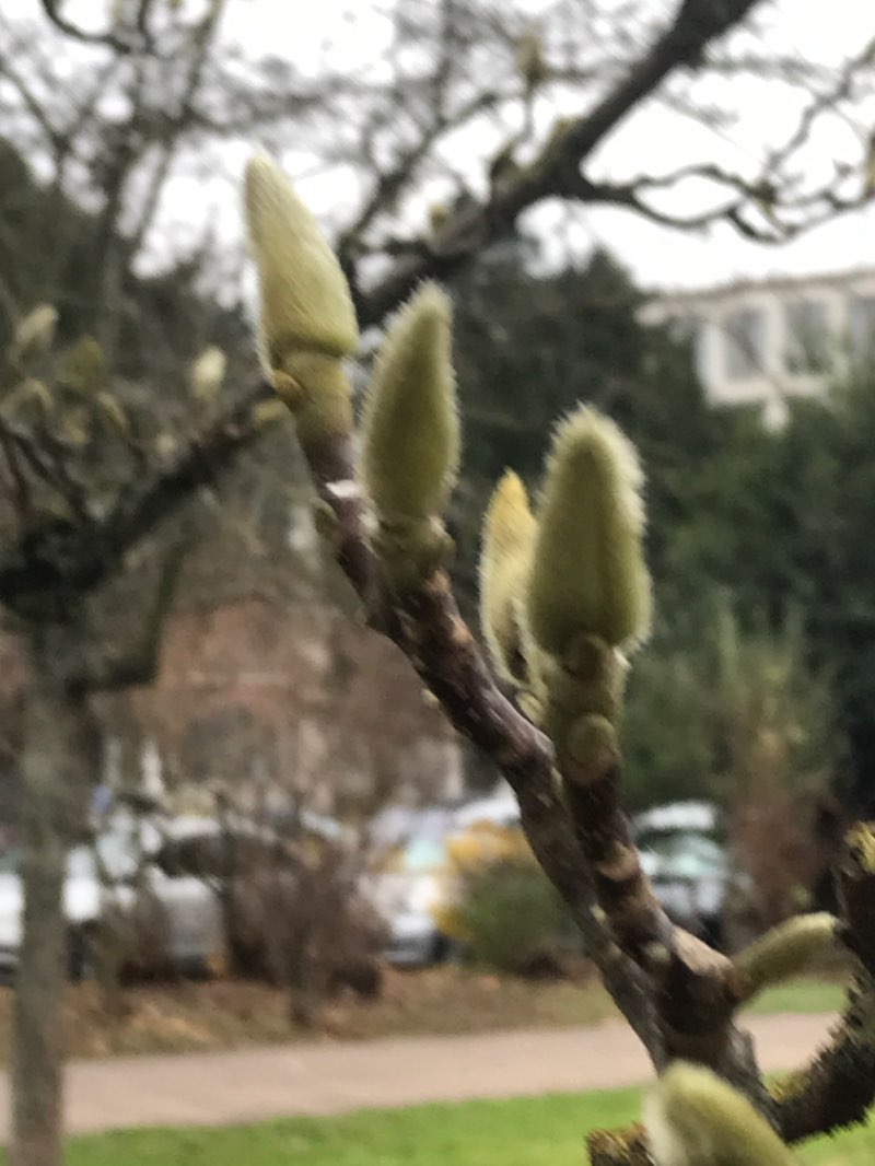 walking near me in Kulturpark in winter