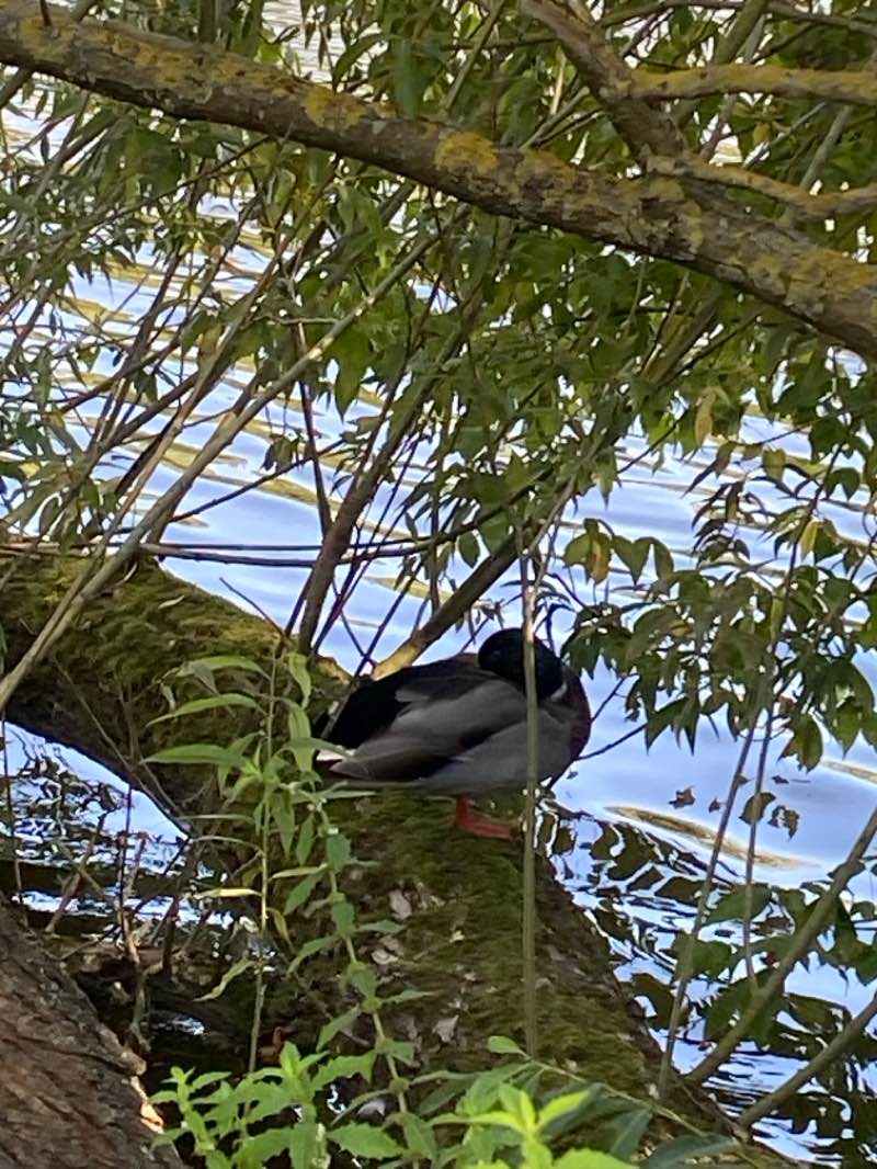 walking near me in Ernst-Honig-Wall in winter