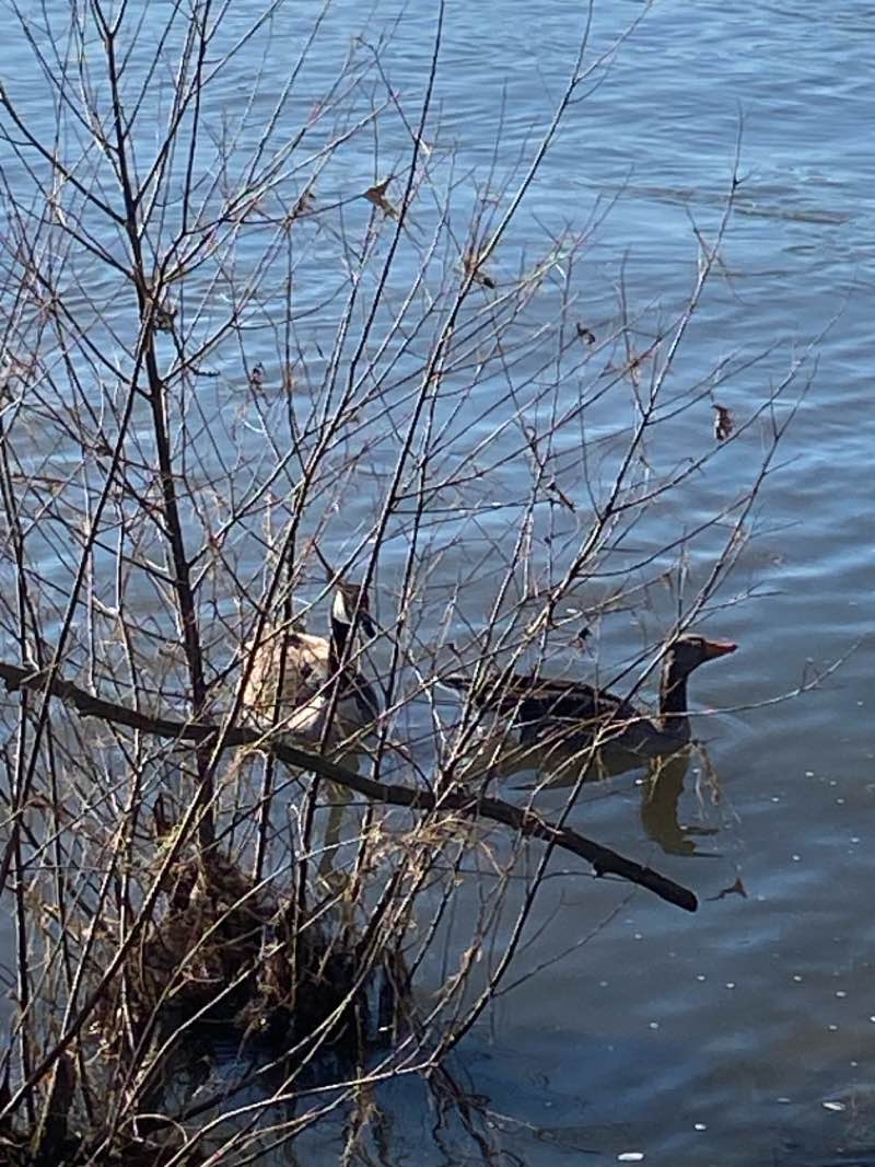 walking near me in Rheinwiesen in winter