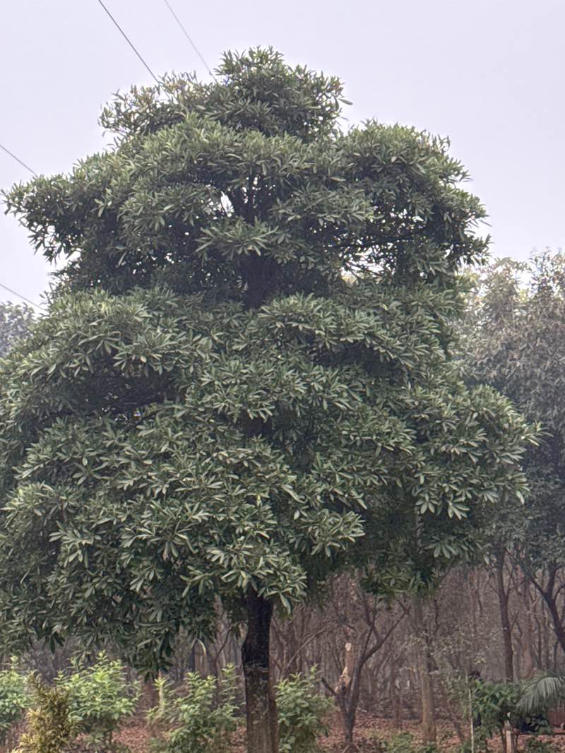walking near me in Kelucharan Park in winter
