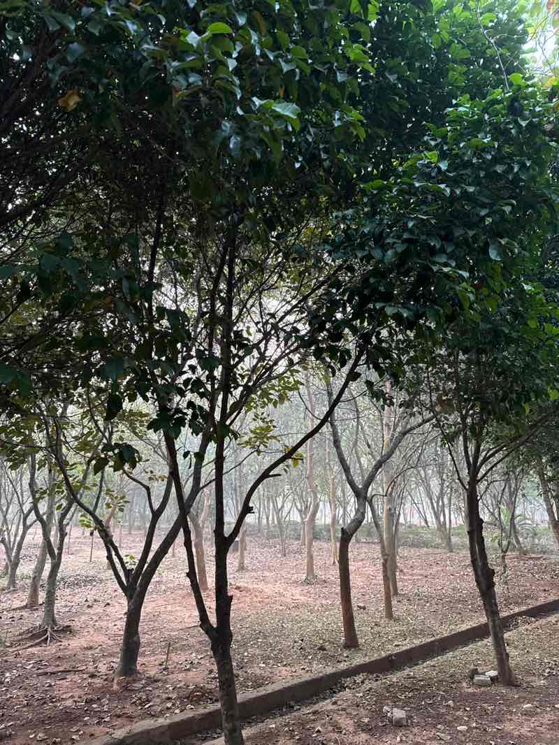 walking near me in Kelucharan Park in winter