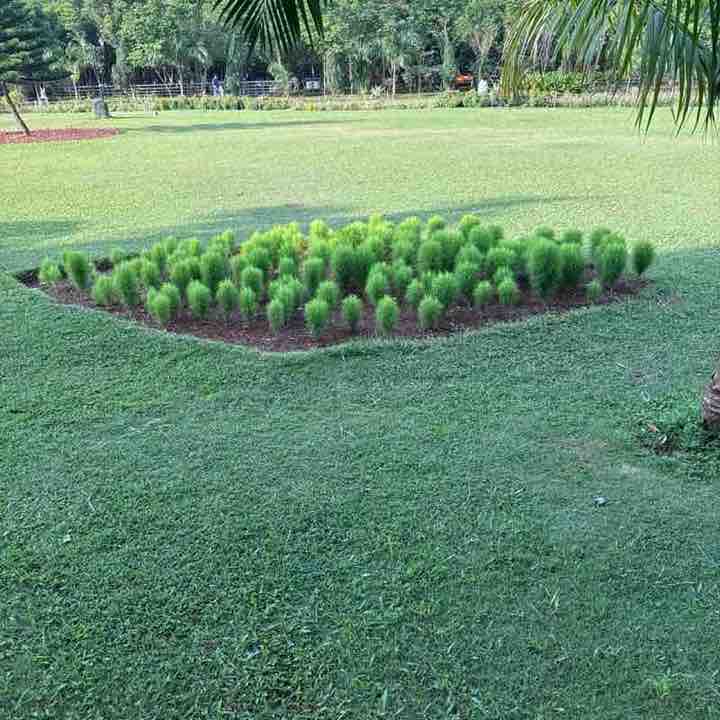 Krishna post 2