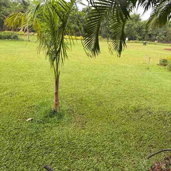 Krishna post 2