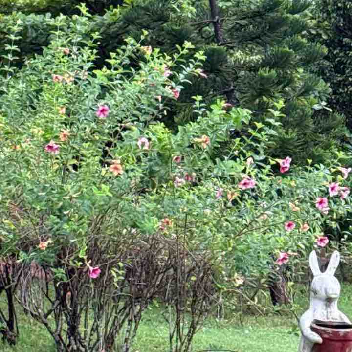 Krishna post 1