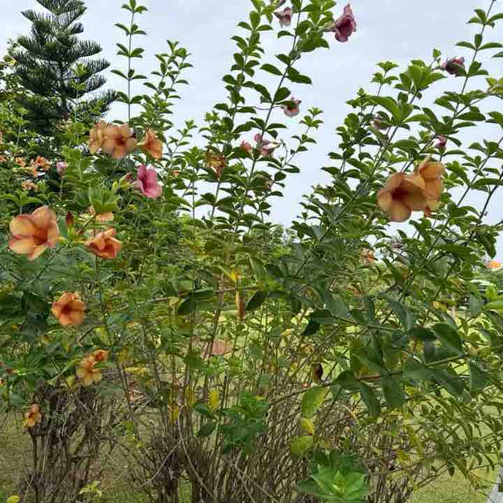 Krishna post 2