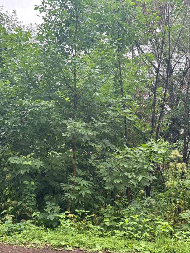 walking near me in Lake Harriet Parkway in summer