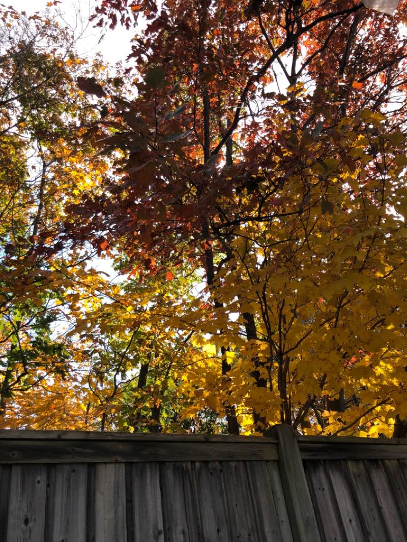walking near me in Tom Chater Memorial Park in winter