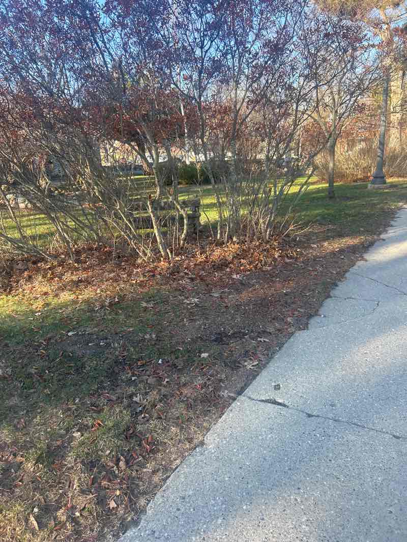 walking near me in Slayton Arboretum in spring