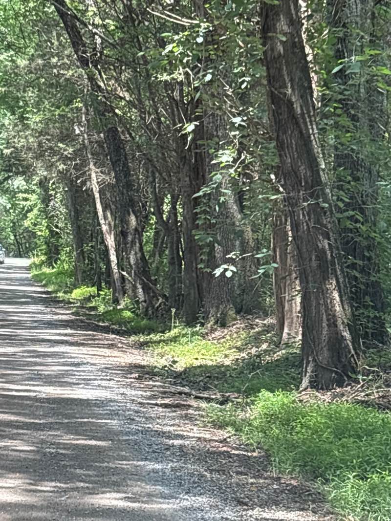walking near me in Cowan's Ford Wildlife Refuge in summer