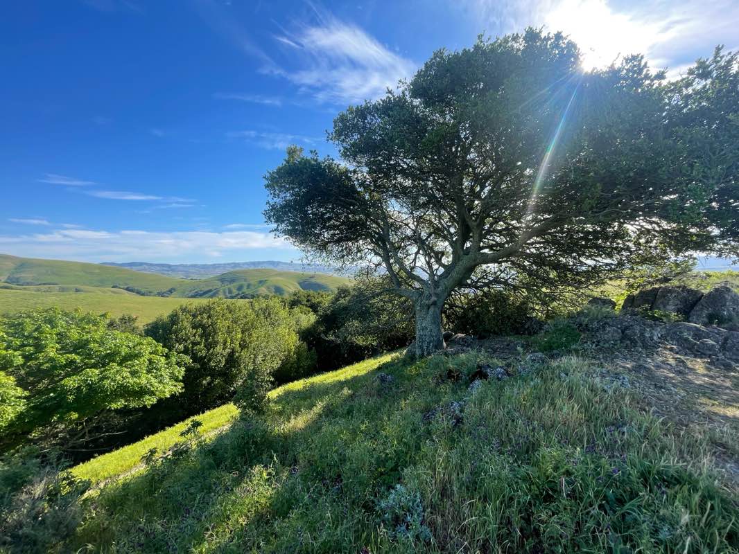 walking near me in Dublin Hills Regional Park in spring