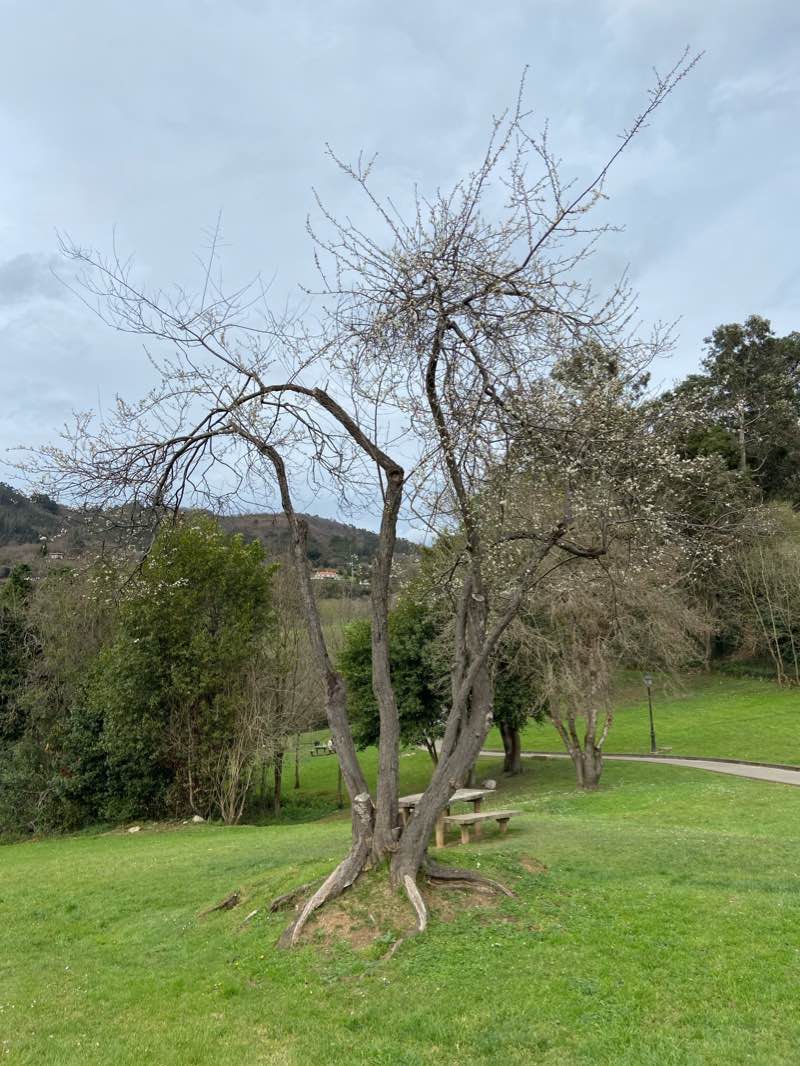 walking near me in Parque Juan Mata in winter