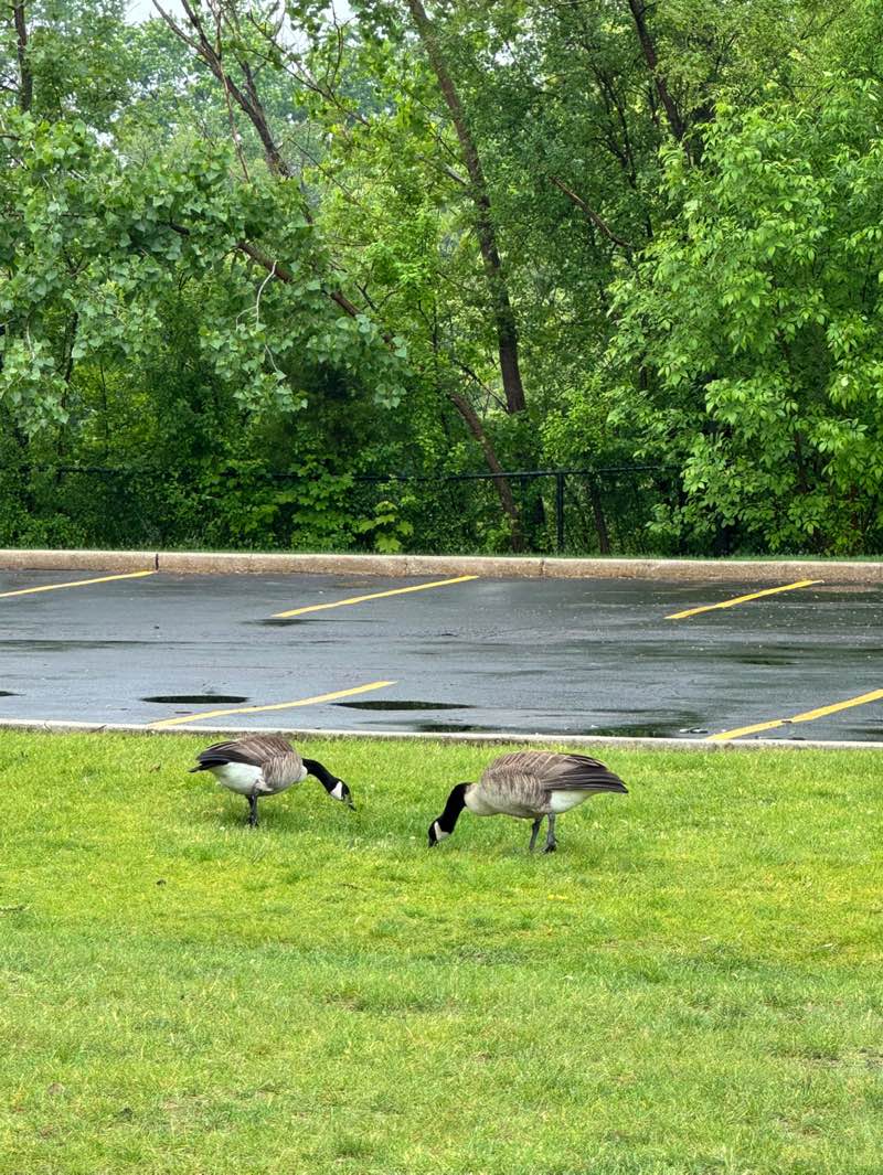 walking near me in Chamber Park in summer