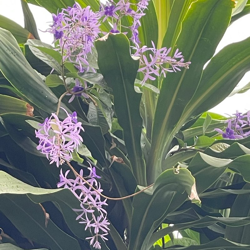 19930624 Phisamai 😺😺