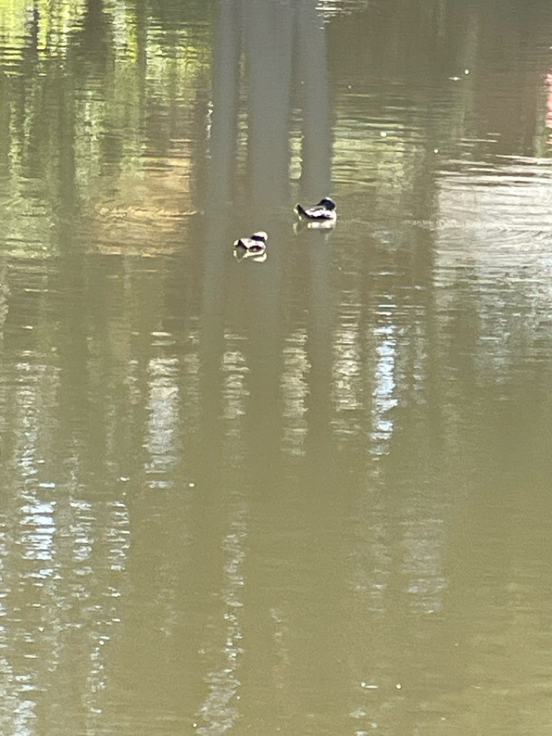walking near me in Butler Creek Park in spring