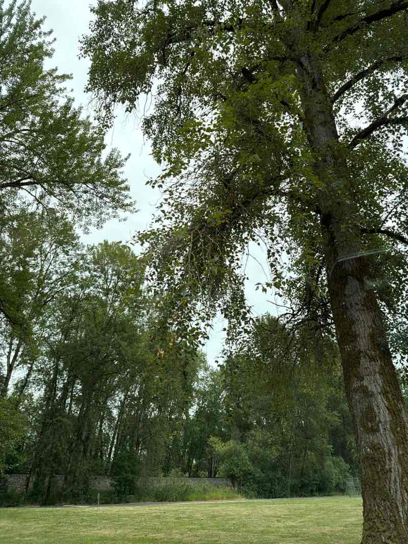walking near me in Trojan Park in summer
