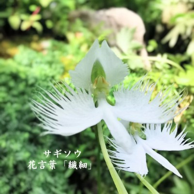 🍀きゃむぱす🍀 post 3