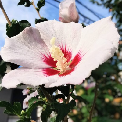 🍀きゃむぱす🍀 post 3