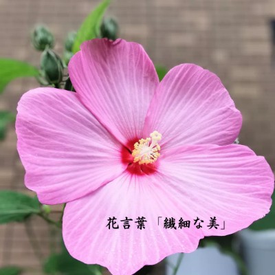 🍀きゃむぱす🍀 post 2