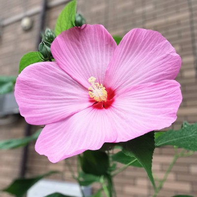 🍀きゃむぱす🍀 post 3