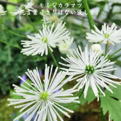 🍀きゃむぱす🍀 post 3