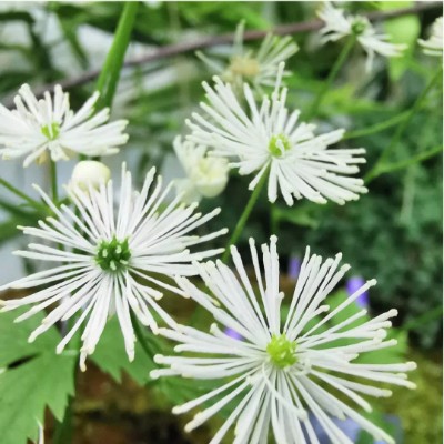 🍀きゃむぱす🍀 post 1