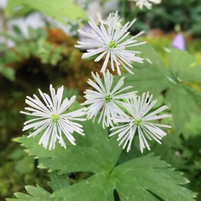 🍀きゃむぱす🍀 post 2