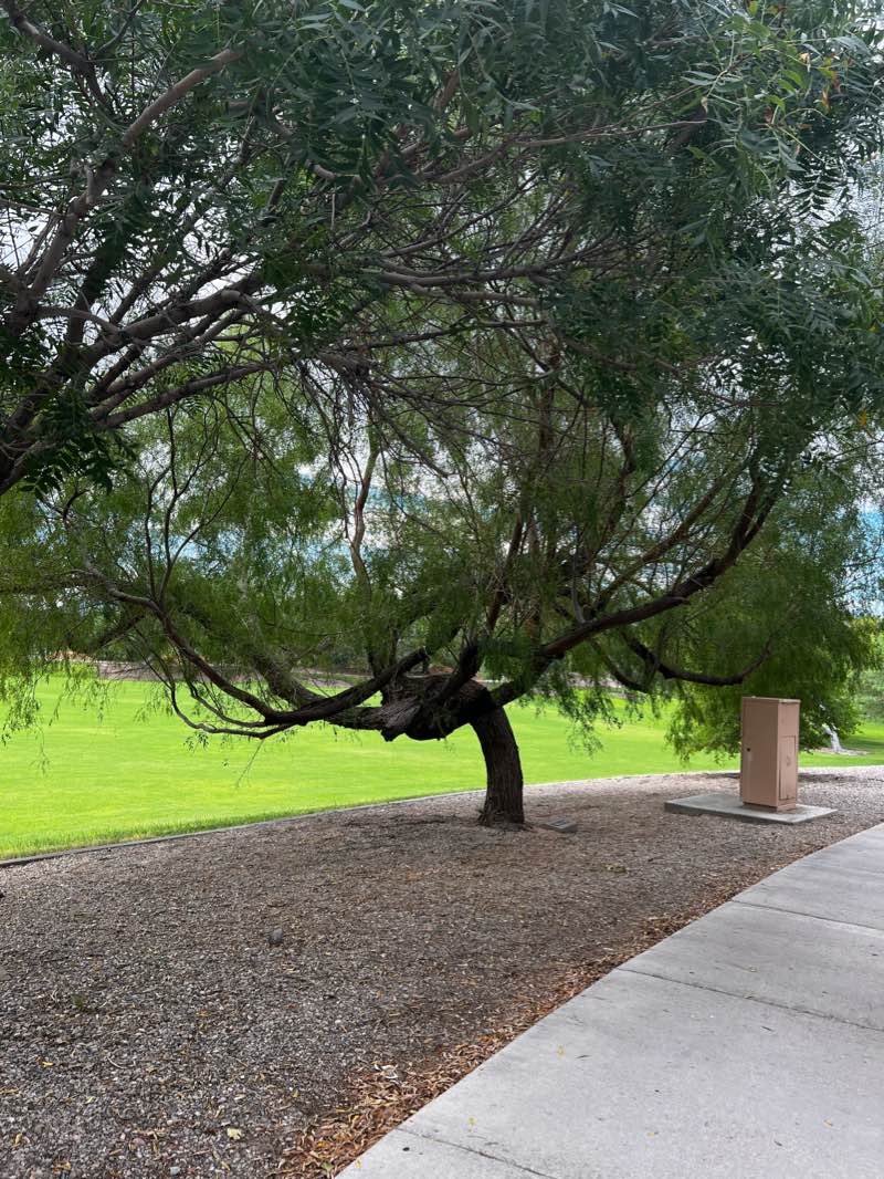 walking near me in Rotary Park in winter