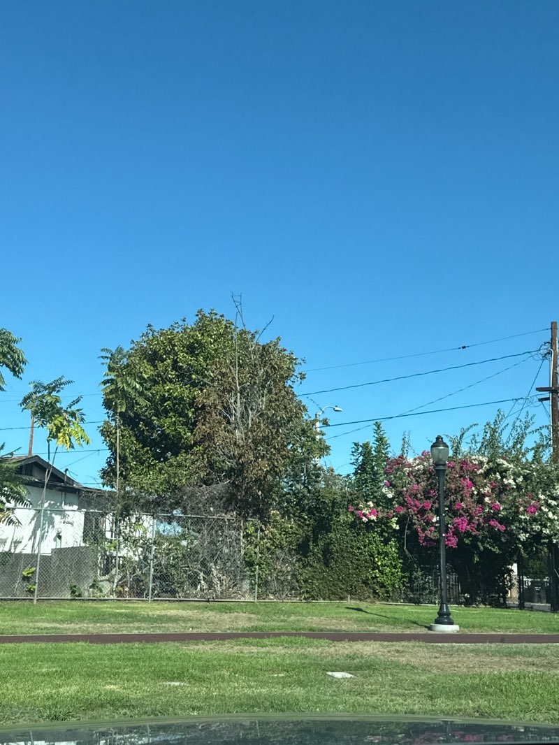 walking near me in Zapopan Park in autumn