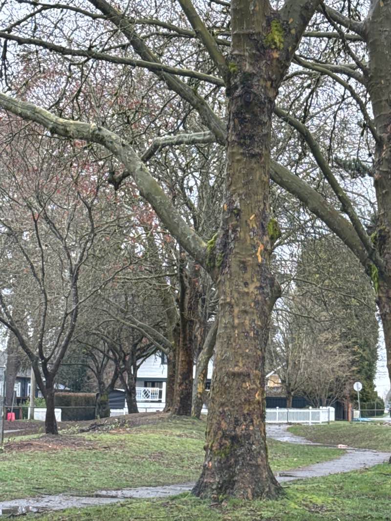 walking near me in Hammond Park in spring