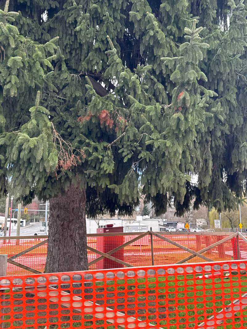 walking near me in Christmas Tree Park in spring