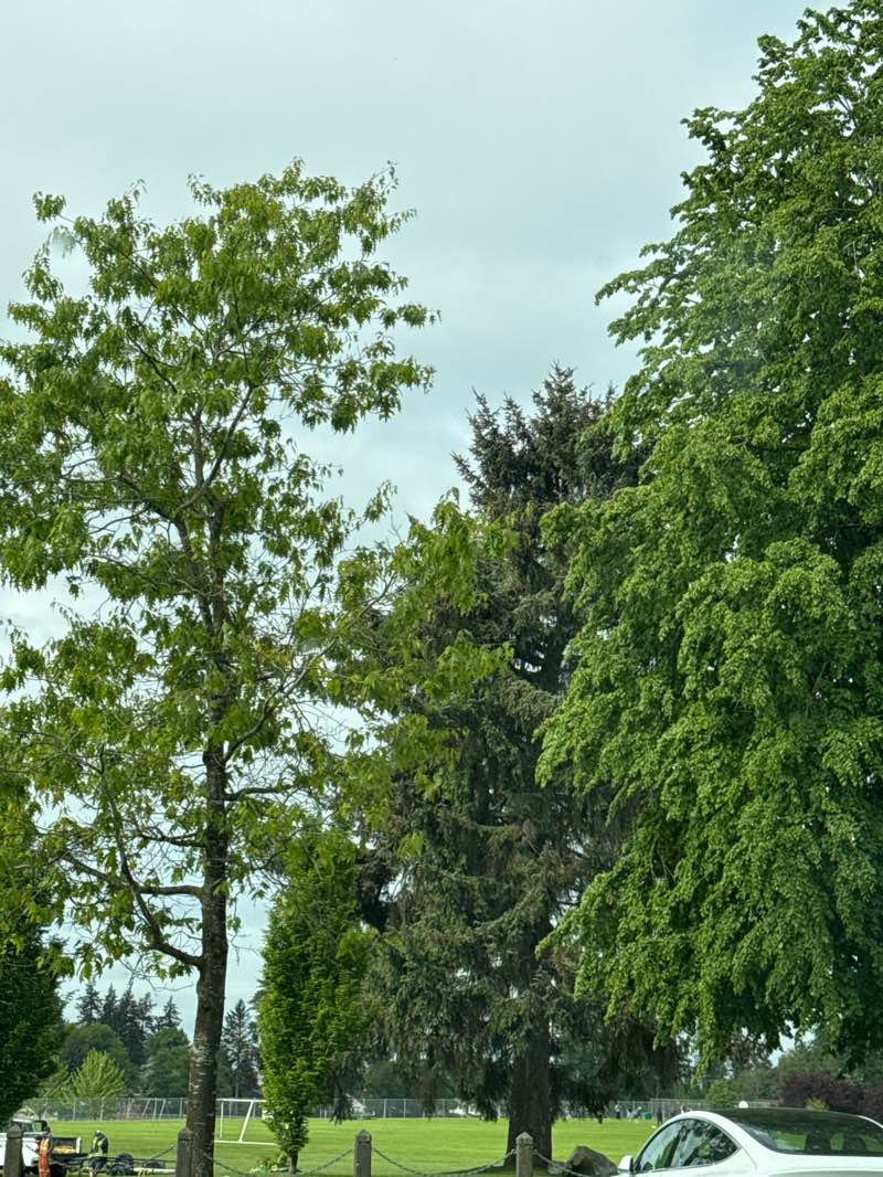 walking near me in Chalmers Park in spring