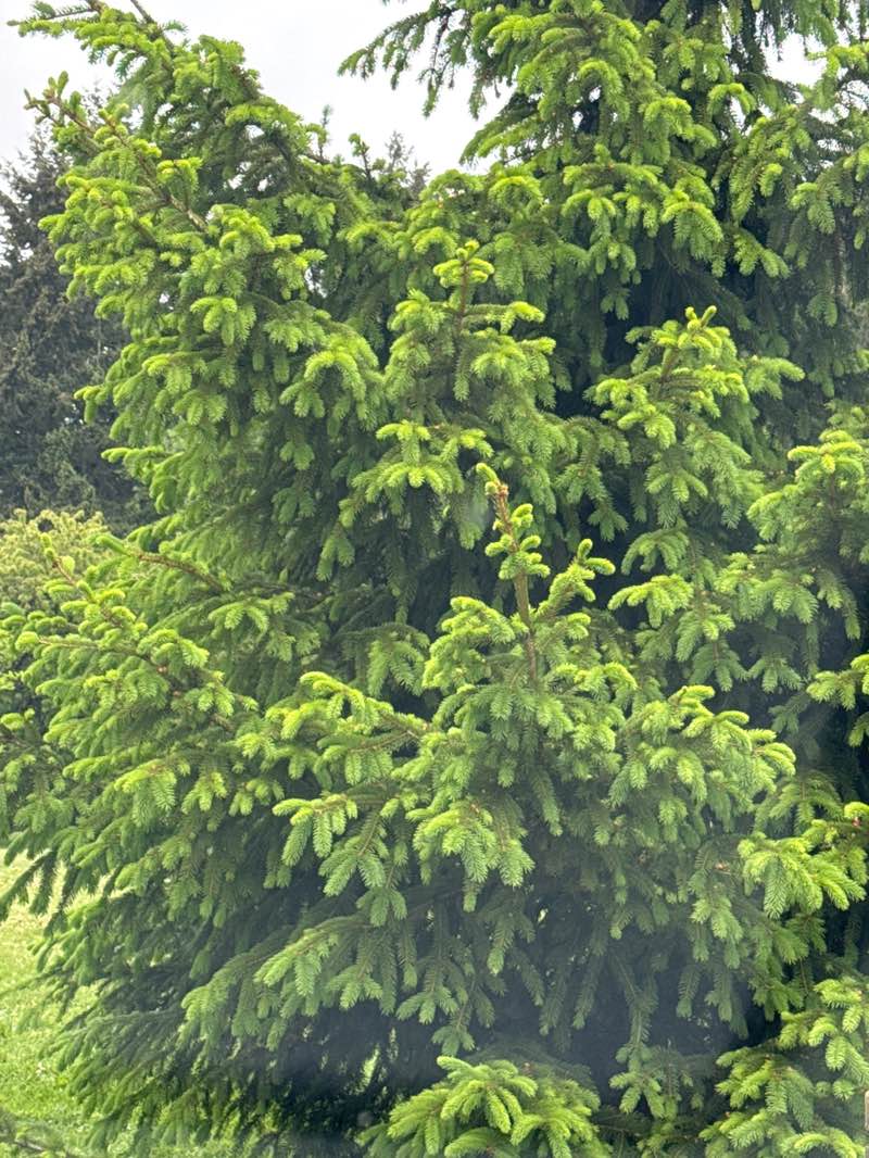 walking near me in Gunderson Park in spring