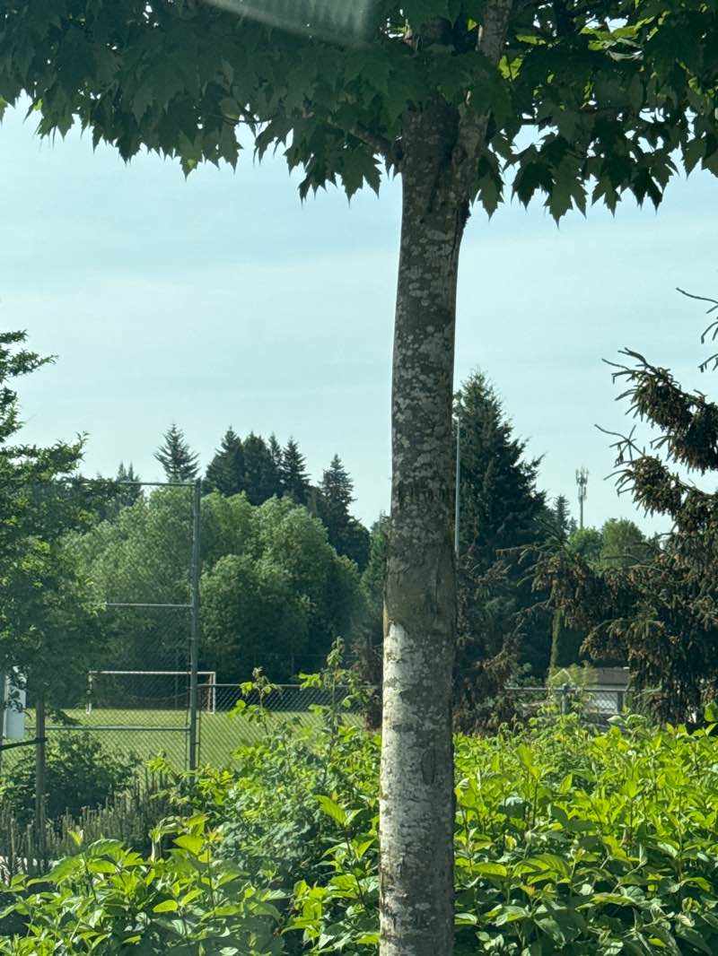 walking near me in Berry Park in spring