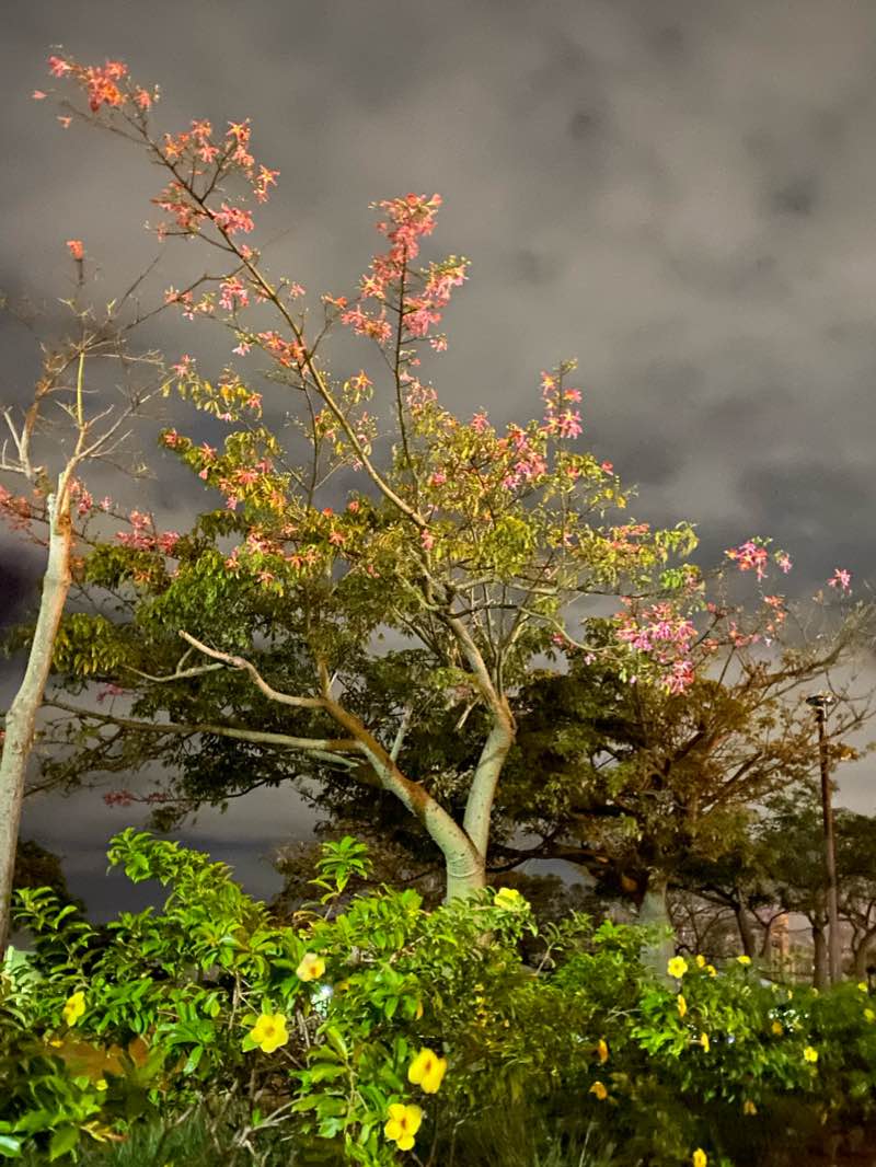 walking near me in Kuganimui Park in winter