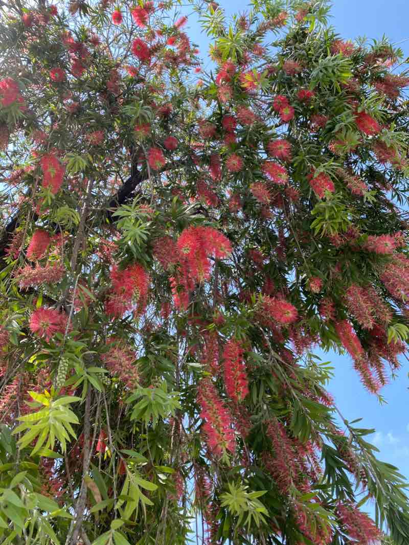 walking near me in 新都心公園 in winter