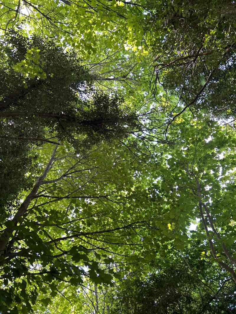 walking near me in Chinnor Hill Nature Reserve in spring