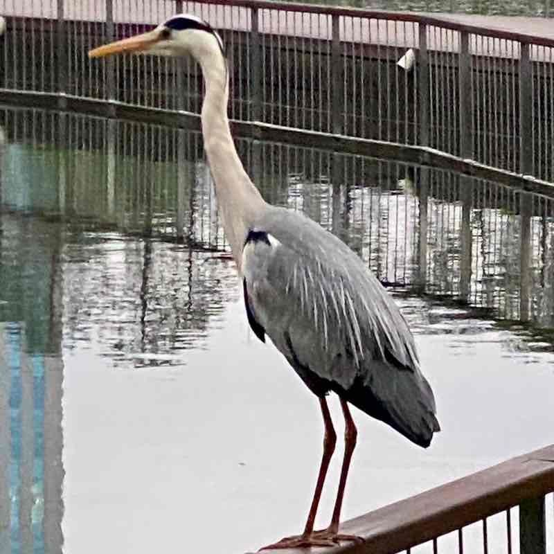 🇳🇿 .. Nicholas.. 🇰🇷 post 2