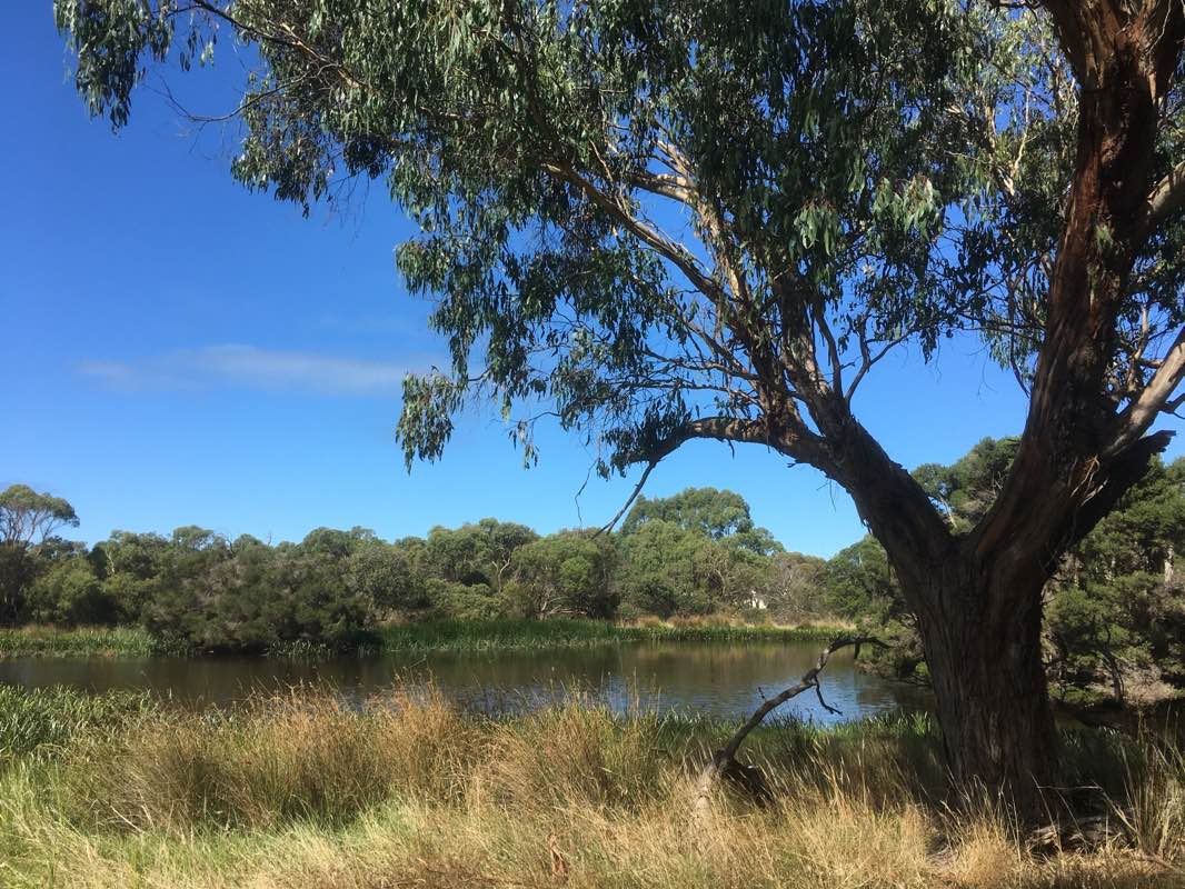 walking near me in Dog Off Leash Reserve in summer