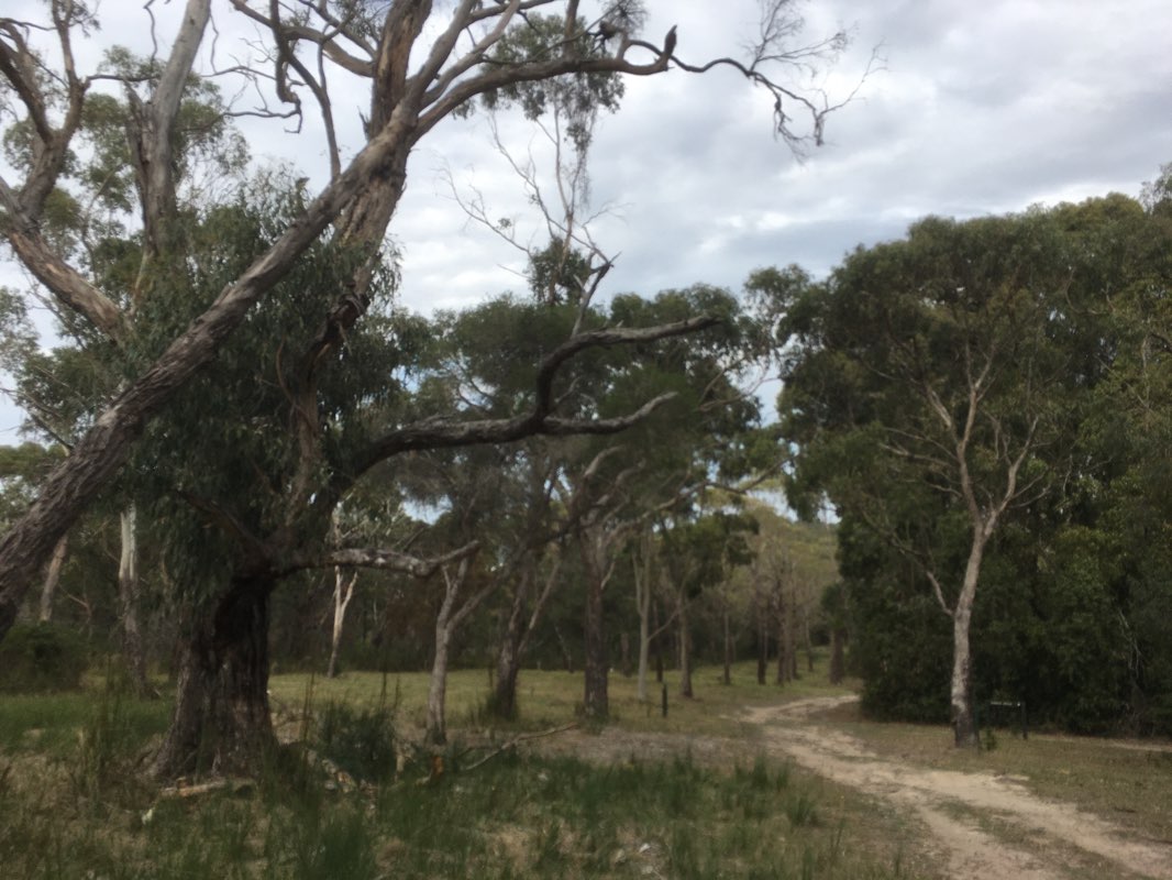 walking near me in Birdsland Reserve (Council) in autumn