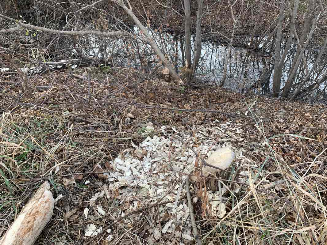 walking near me in Thomas Park in winter